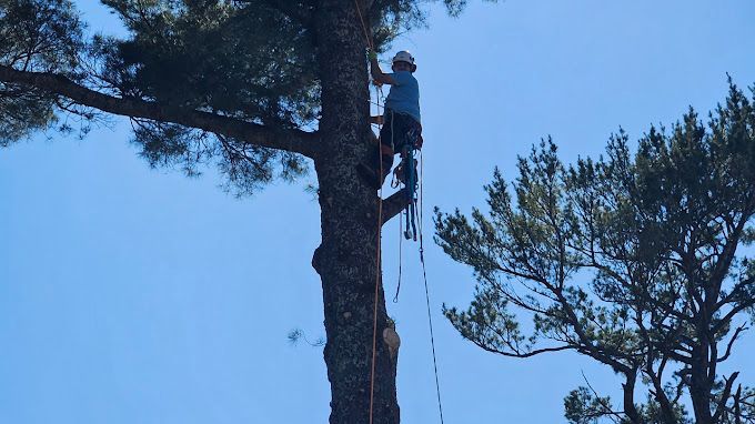 A man is climbing up the side of a tree.