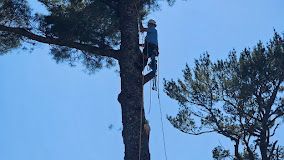 A man is climbing a tree on a rope.
