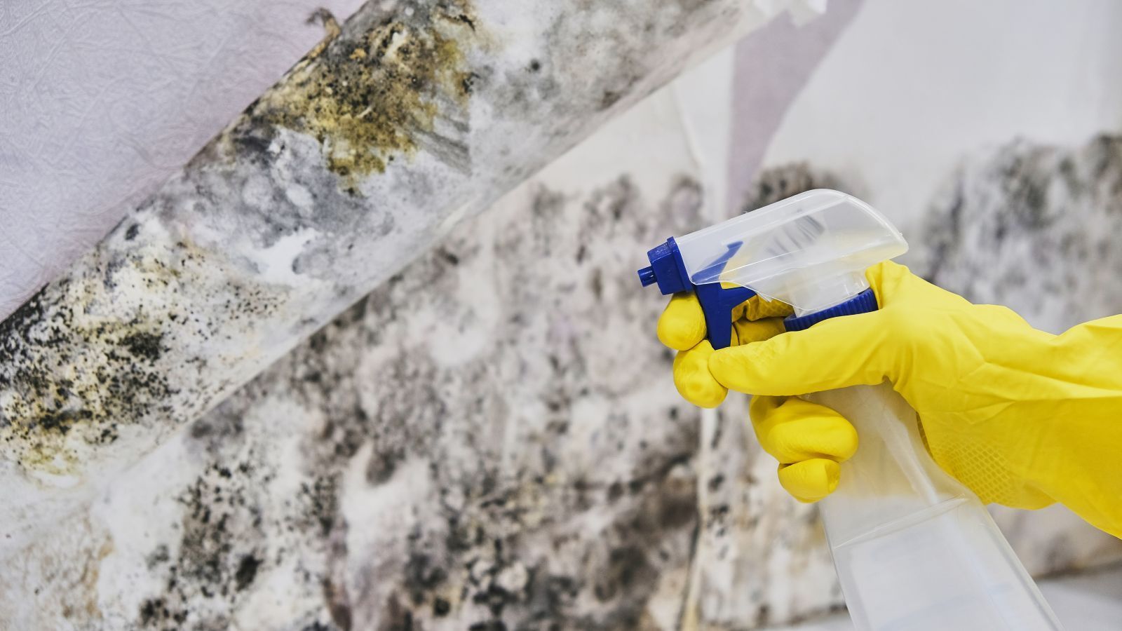 A person is spraying mold on a wall with a spray bottle.