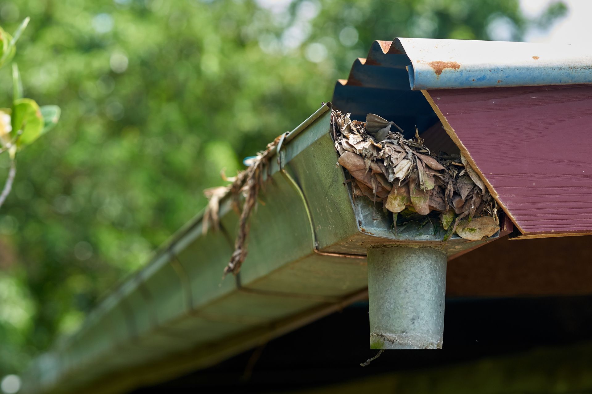 A close up of a gutter on a roof with leaves on it.