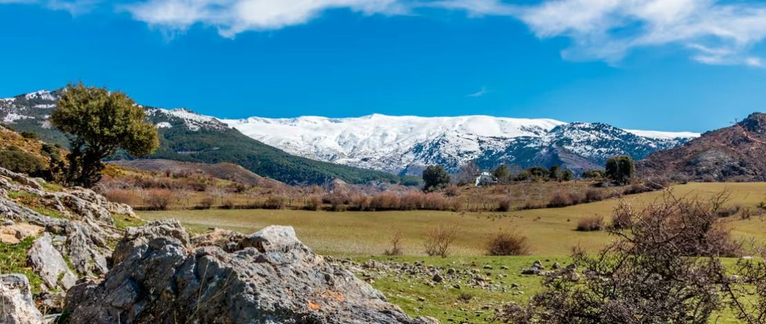 Snow-capped mountains rise behind a meadow with trees and rocky ground under a bright blue sky.
