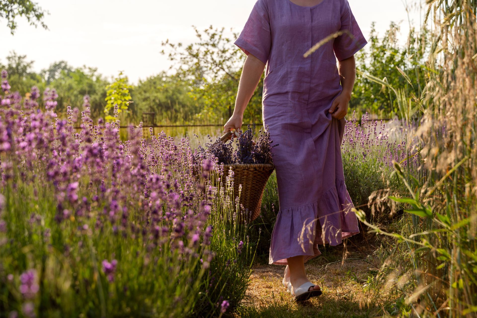 Person in lavender dress carries basket of lavender through field.