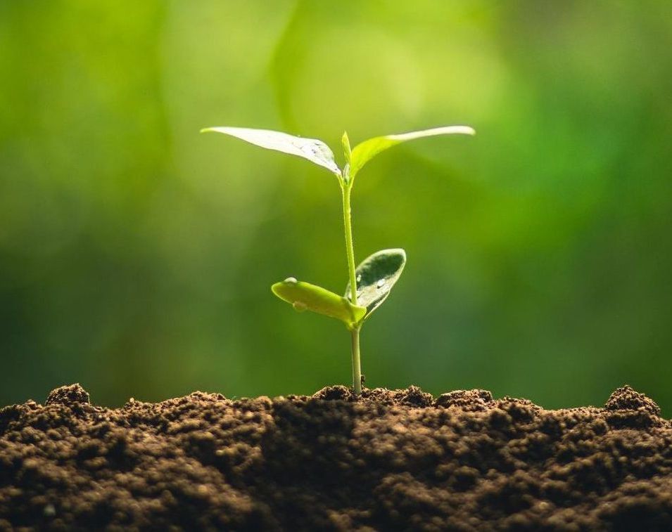 A small plant is growing out of the soil.