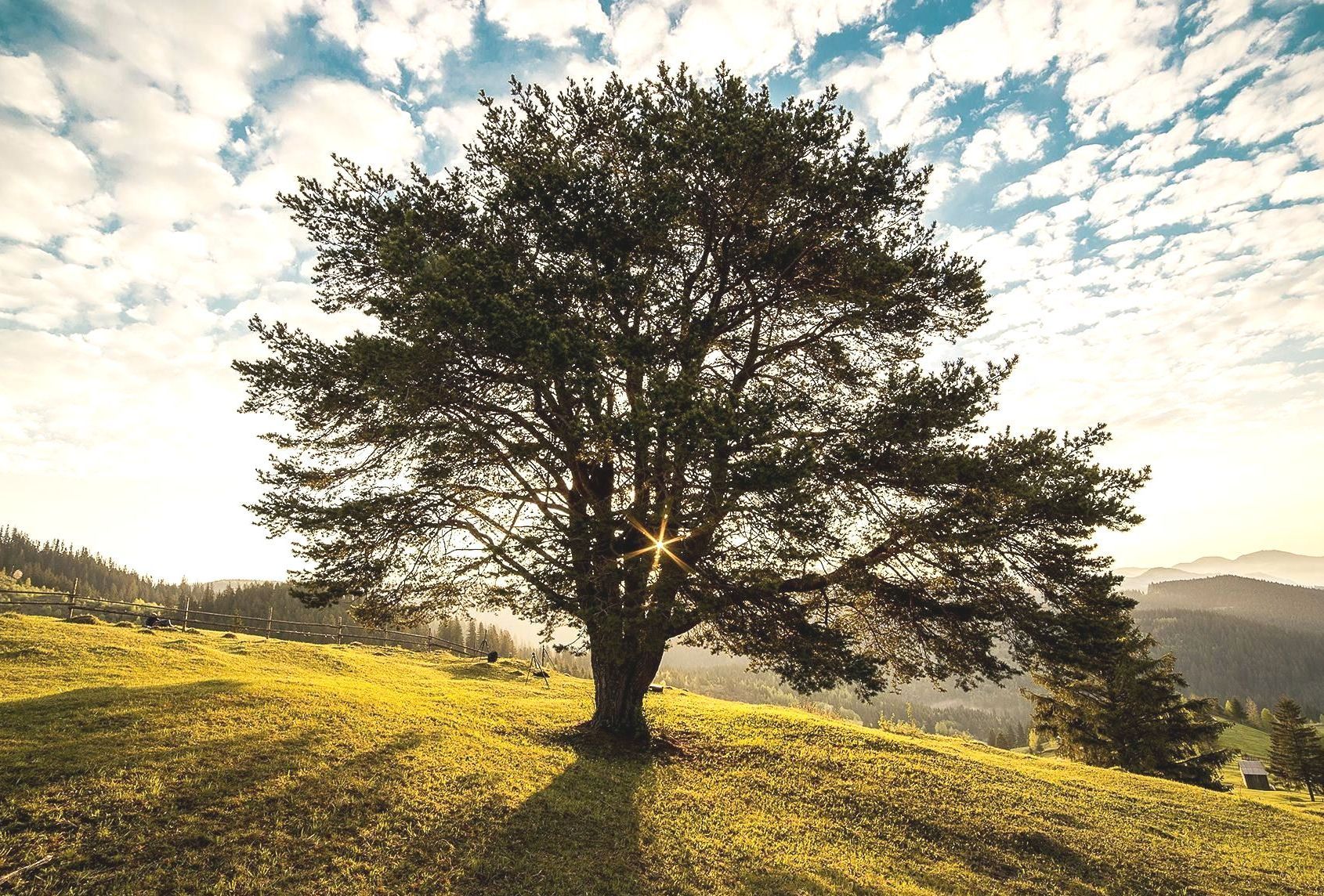 The sun is shining through the branches of a tree on a hill.
