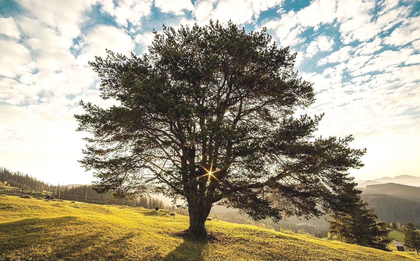 The sun is shining through the branches of a tree on a hill.