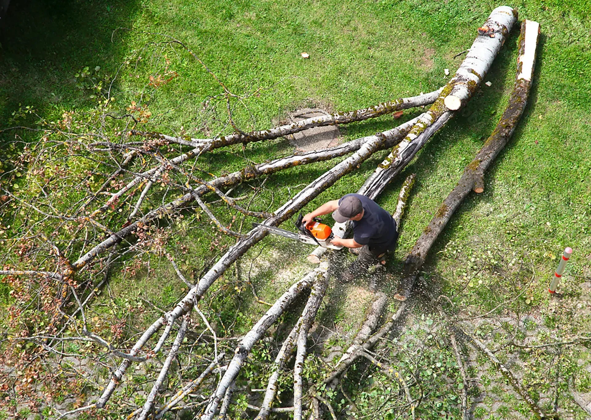 Man using chainsaw to cut fallen tree on grassy lawn.