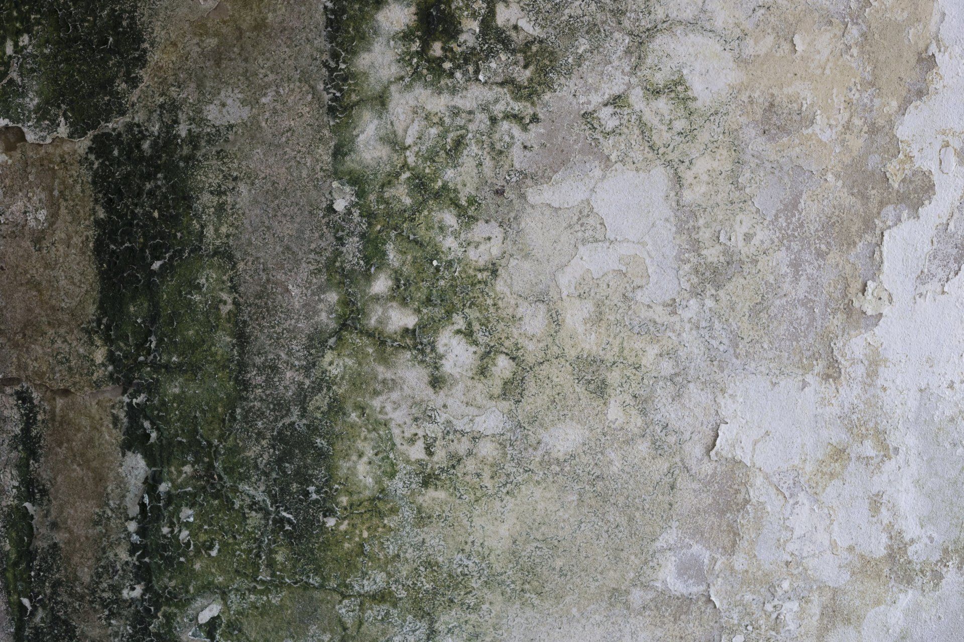 mold damage long beach township