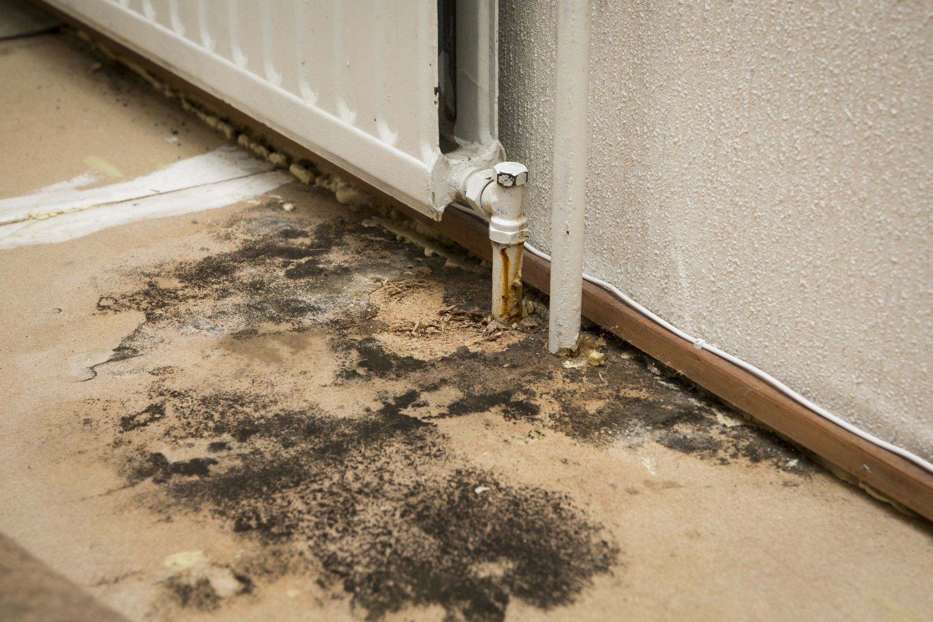 mold damage cleanup long beach township