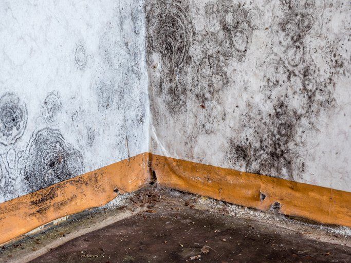 mold damage in long beach township