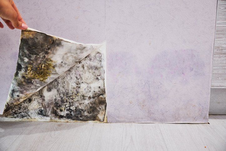 mold removal services toms river
