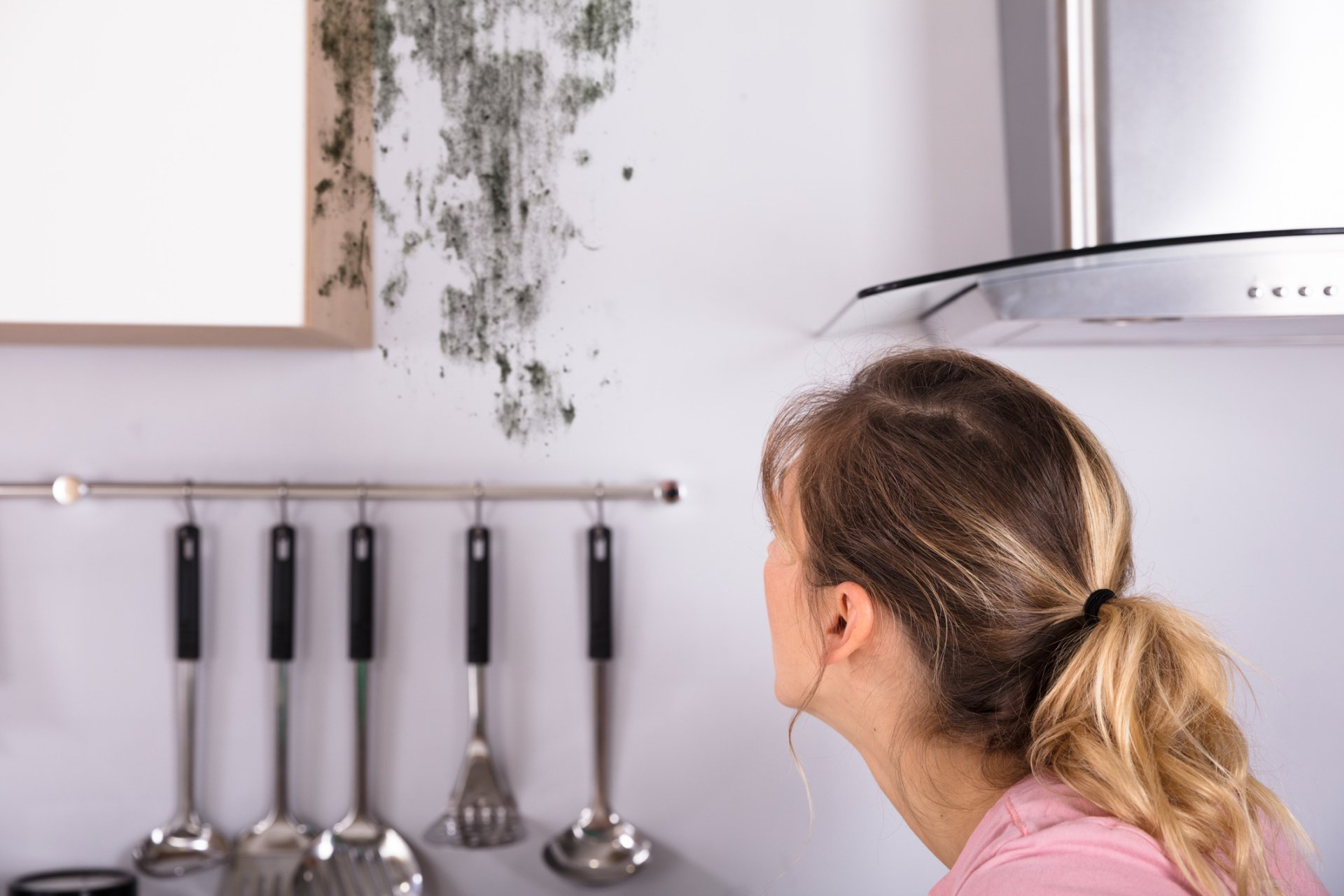 mold removal toms river