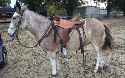 A light brown mule with a white face wearing a Western saddle and bridle, standing in a dirt field.