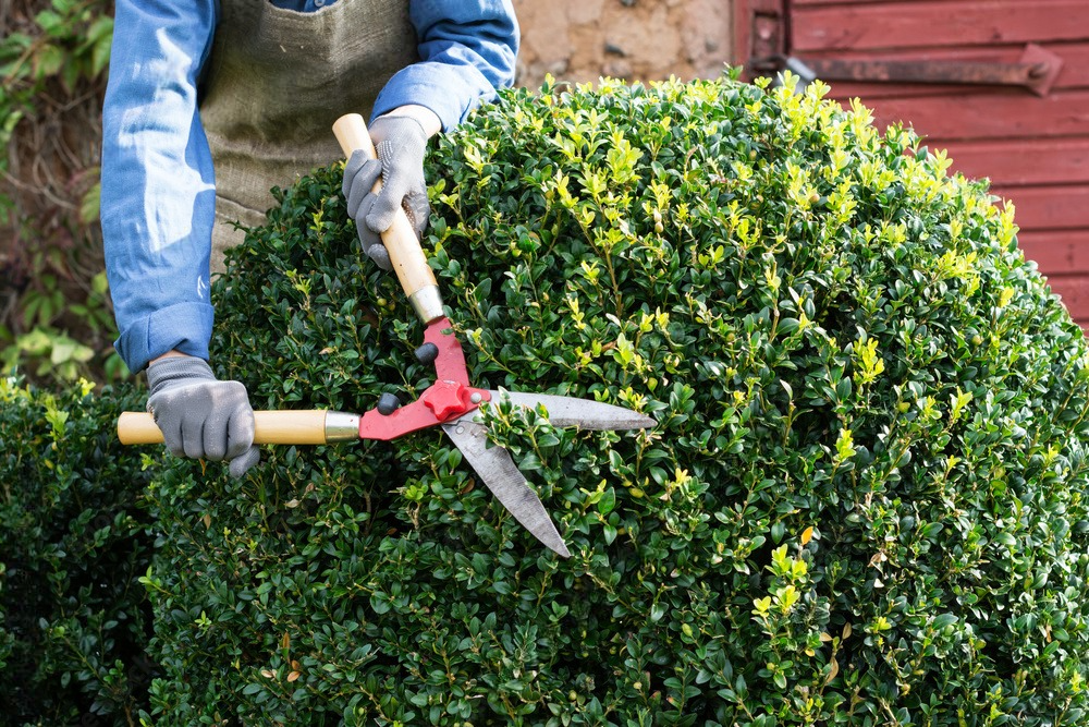 a person is cutting a bush with a pair of scissors