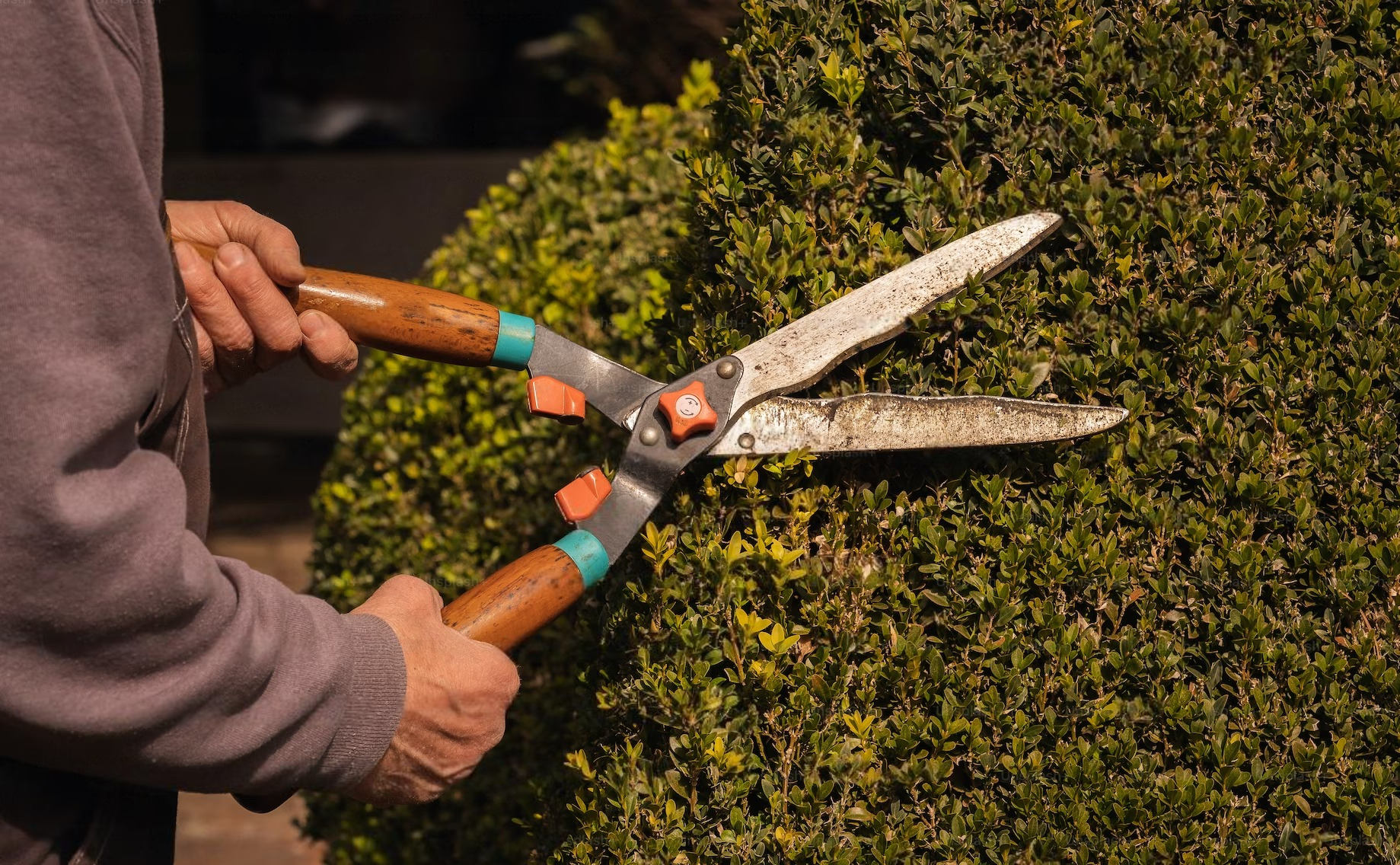 a person cutting a bush with a pair of scissors