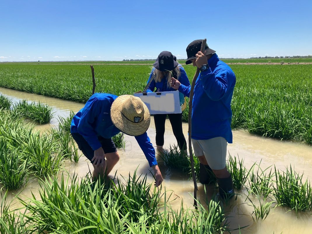 Combine Harvesters Harvesting a Rice Crop — About Our Organisation in Leeton, NSW