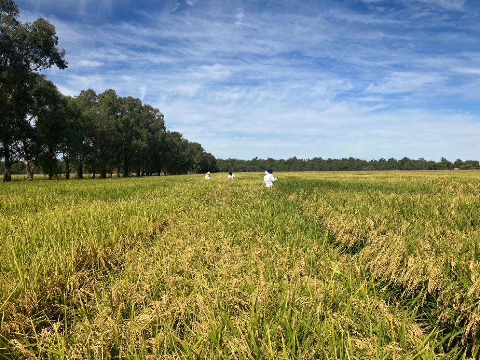 Autumn rice field — Driving Rice Production in Leeton, NSW