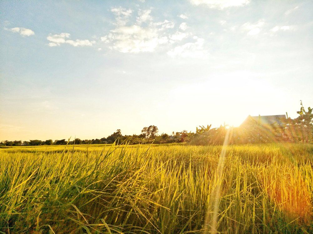 Rice Breeding Australia | Rice Production in Leeton