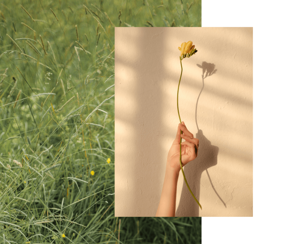 Una persona tiene in mano un fiore giallo.