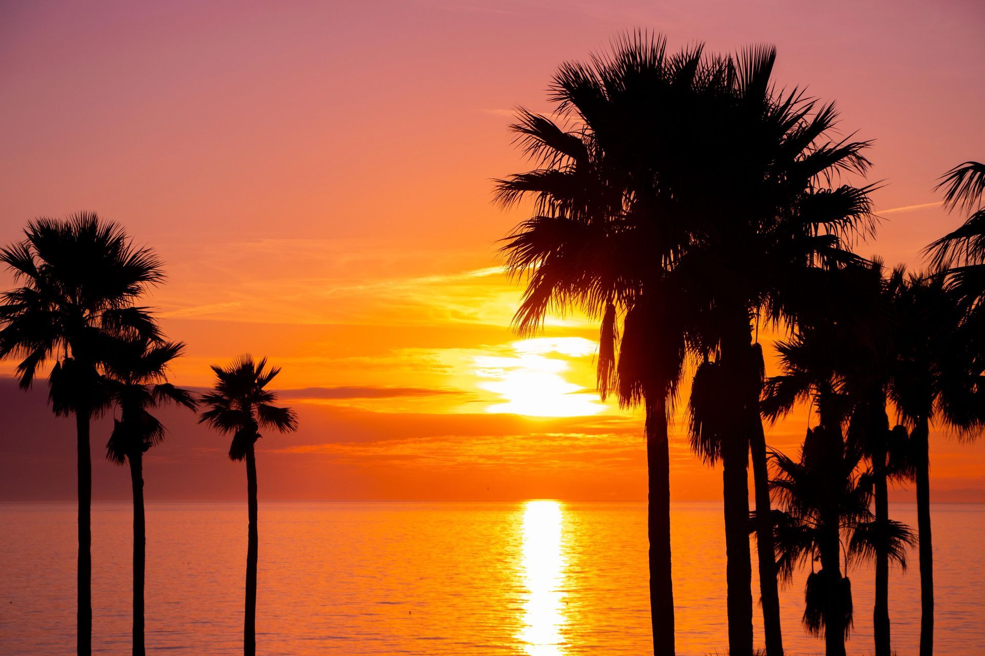 A sunset over the ocean with palm trees in the foreground
