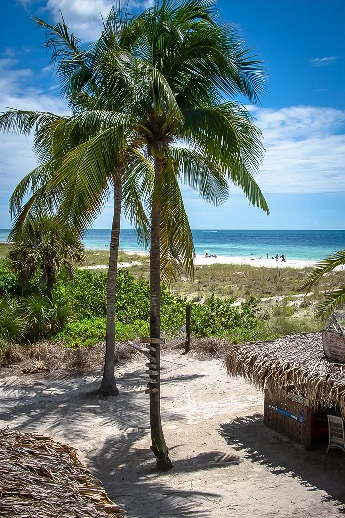 A path leading to a beach with palm trees and a view of the ocean.