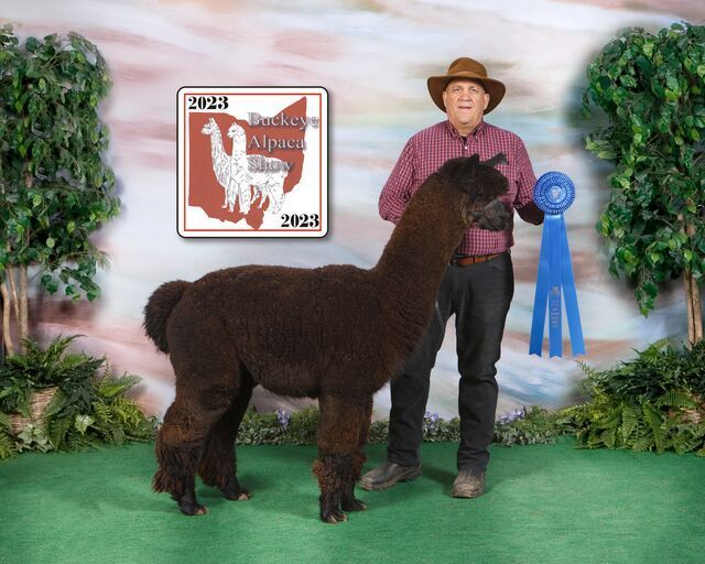 A man holding a blue ribbon next to a brown llama