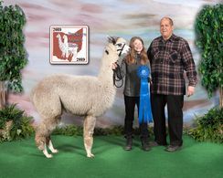 A man and a girl are posing for a picture with a llama.