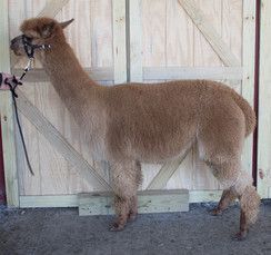 A brown alpaca is standing in front of a wooden door.