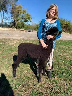 A woman is standing next to a black sheep in a field.