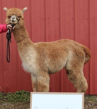 A person is holding a brown alpaca on a leash in front of a red wall.