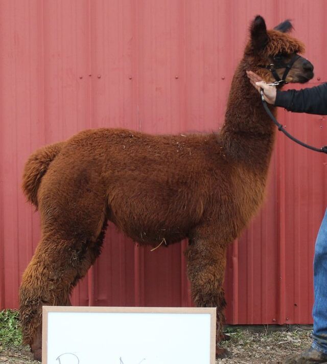A man is holding a brown alpaca in front of a red wall