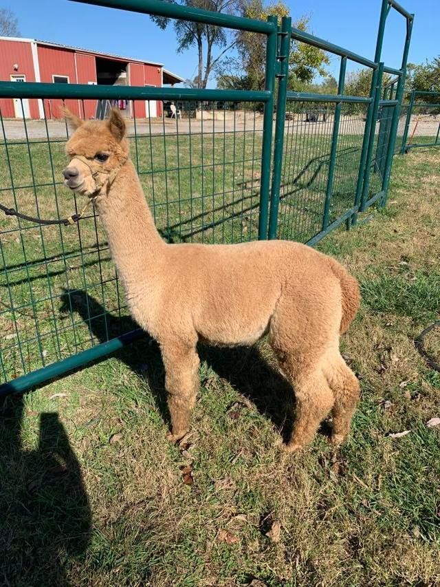 A brown alpaca is standing in a grassy field next to a fence.