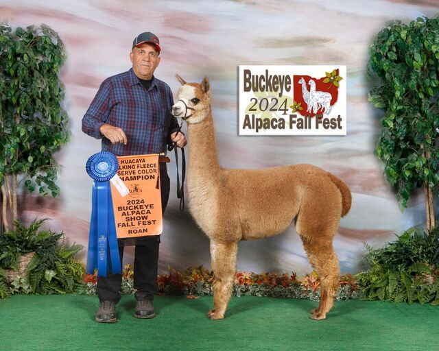 A man is standing next to an alpaca at the buckeye alpaca fall fest