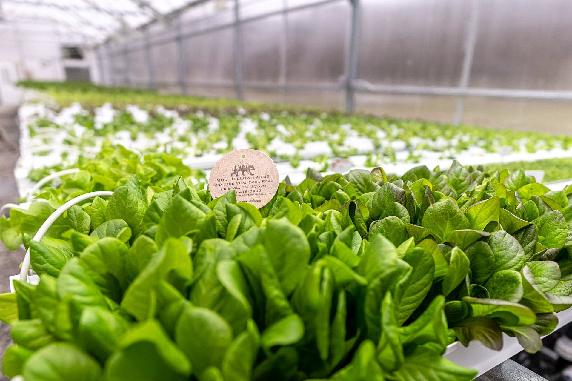 Hydroponic lettuce