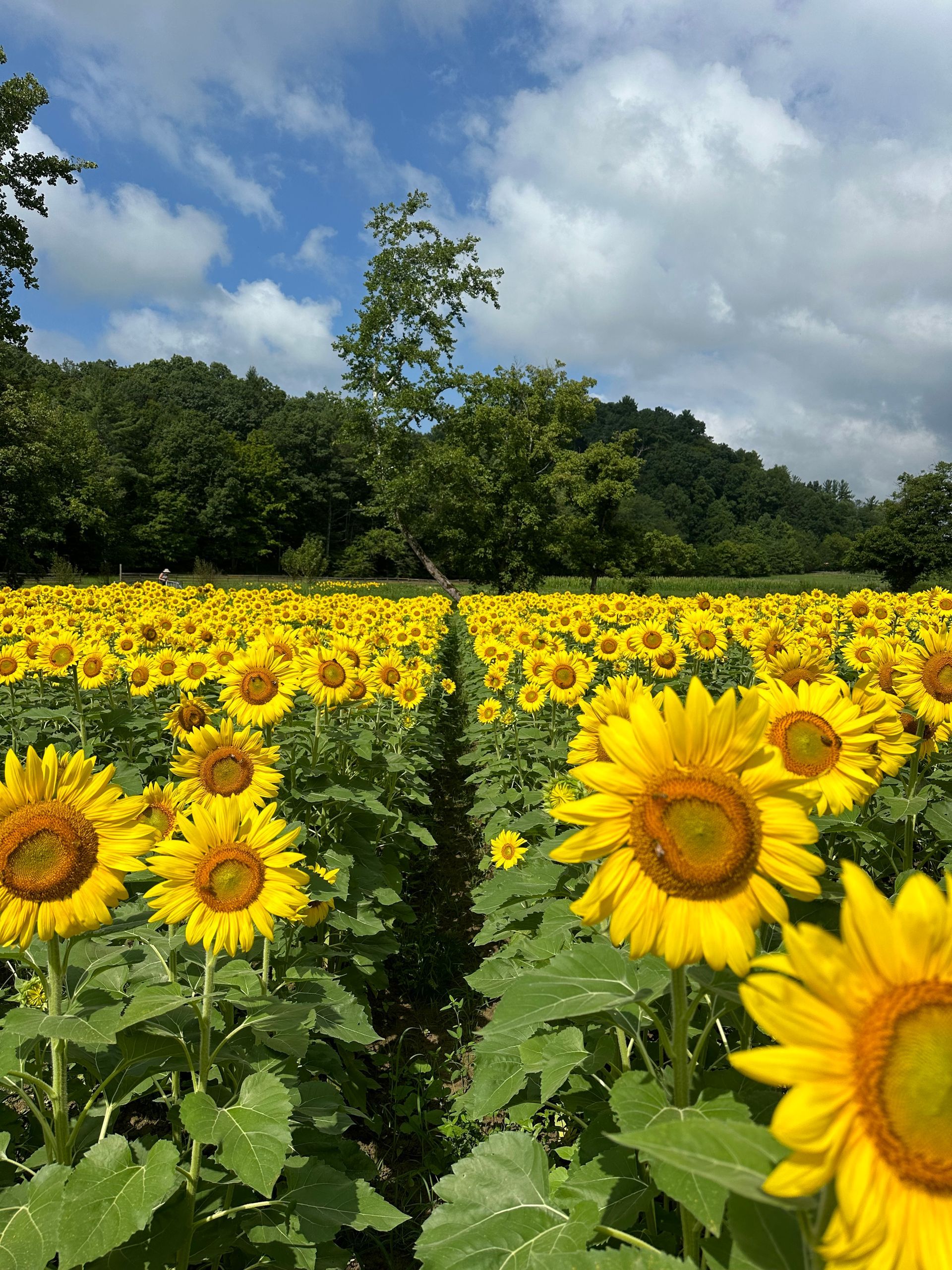 Local sunflower field