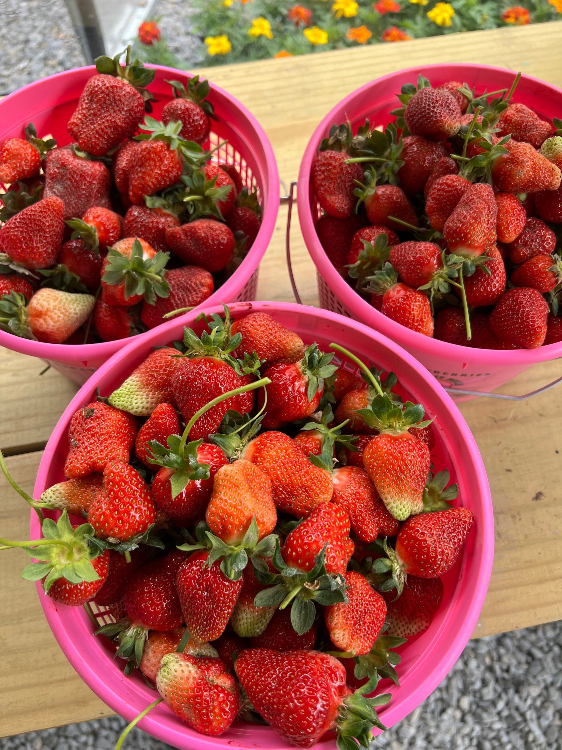 Fresh grown strawberries