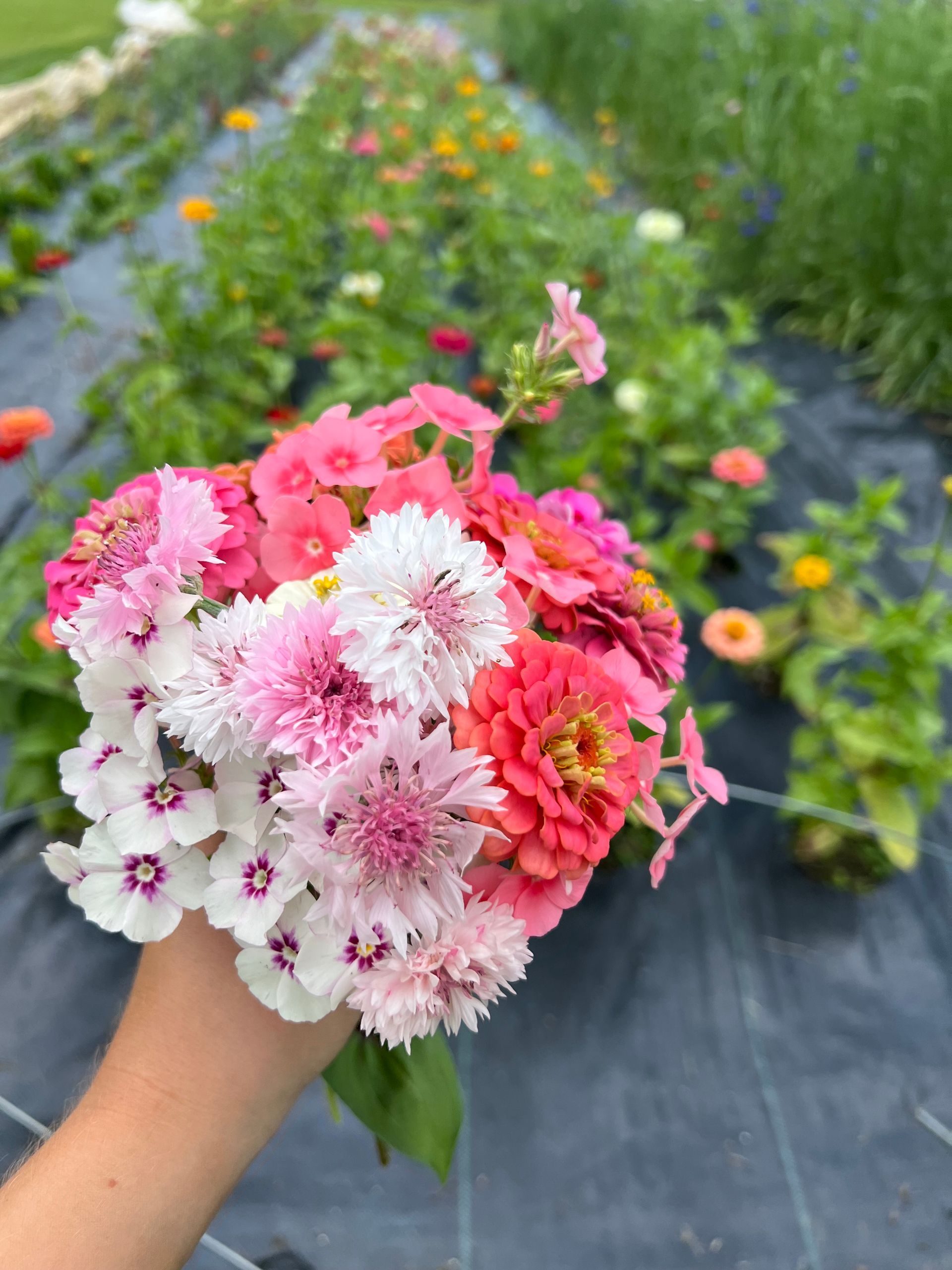 Fresh picked flowers