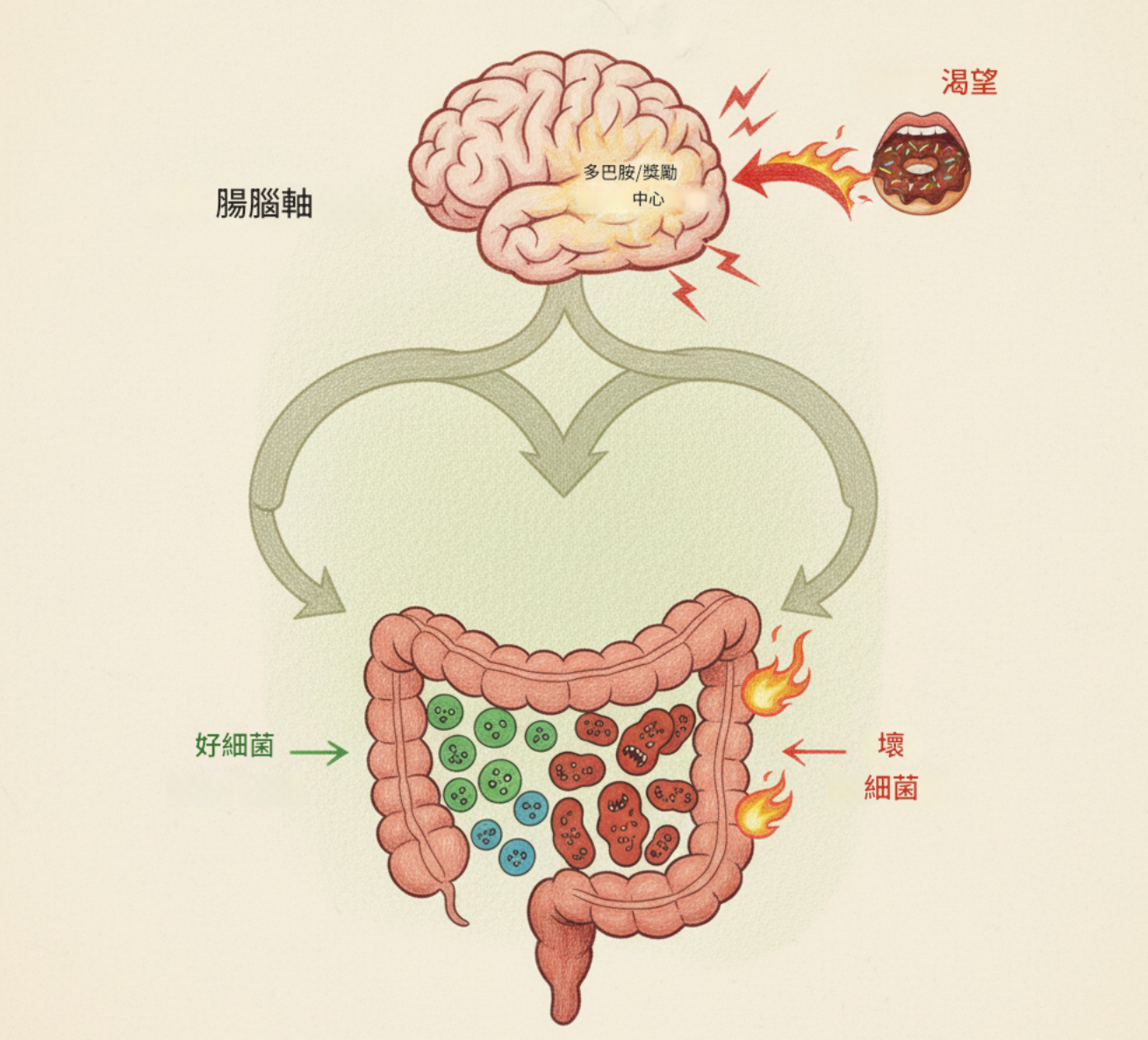 【CNFCD健康計畫 Day 17】愛吃甜食?腸道菌群如何操控你的「飢餓與飽足」-CNFCD 計畫專業觀點: 想從根本上告別甜食癮、食慾失控?你必須先優化你的「食慾指揮官」!CNFCD 系統提供的是一套精準的腸道代謝修復策略,讓你從生物層面重獲對食慾的掌控權,這是最高效的自控力管理。