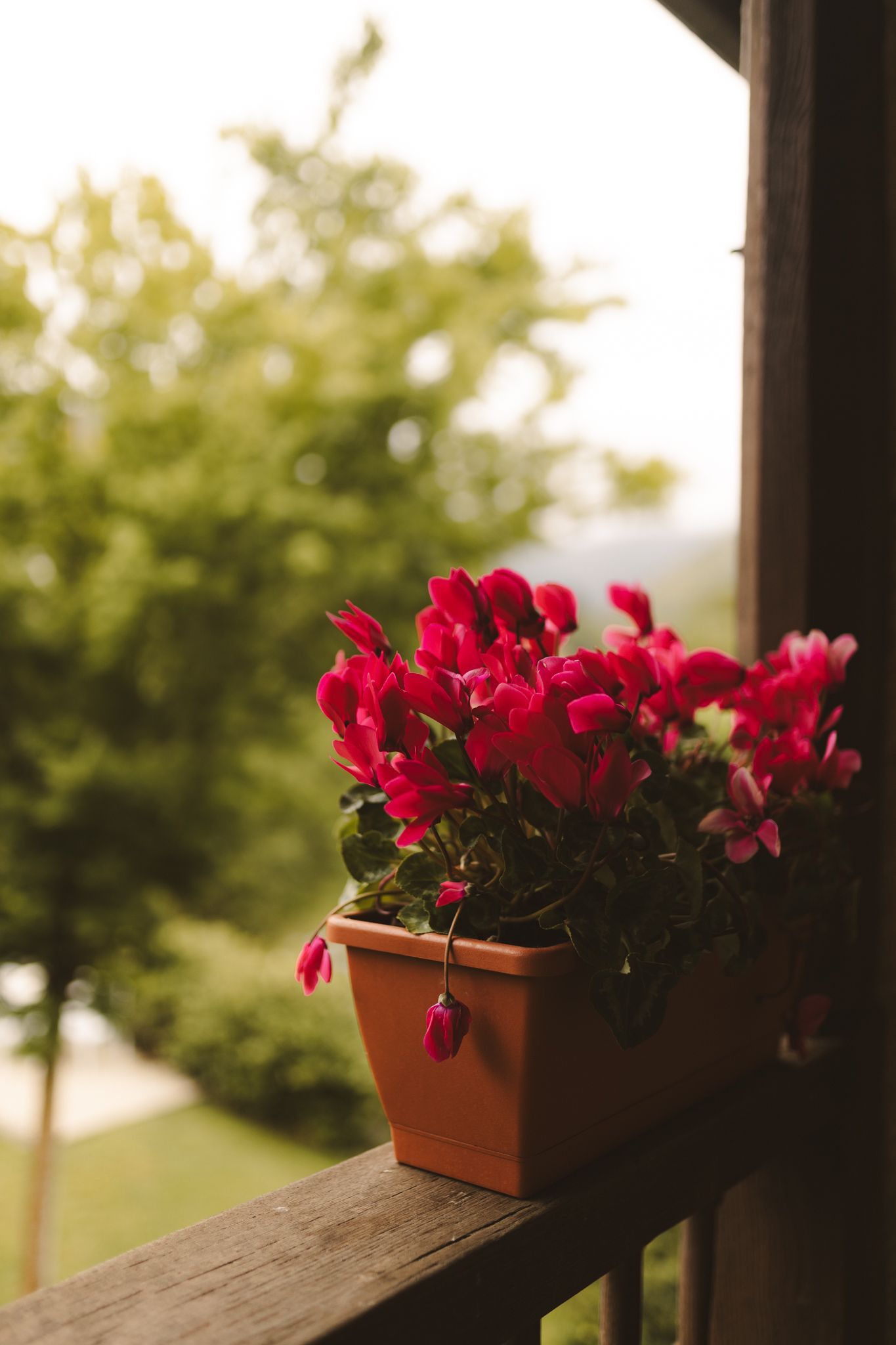 A potted plant with red flowers is sitting on a wooden railing.
