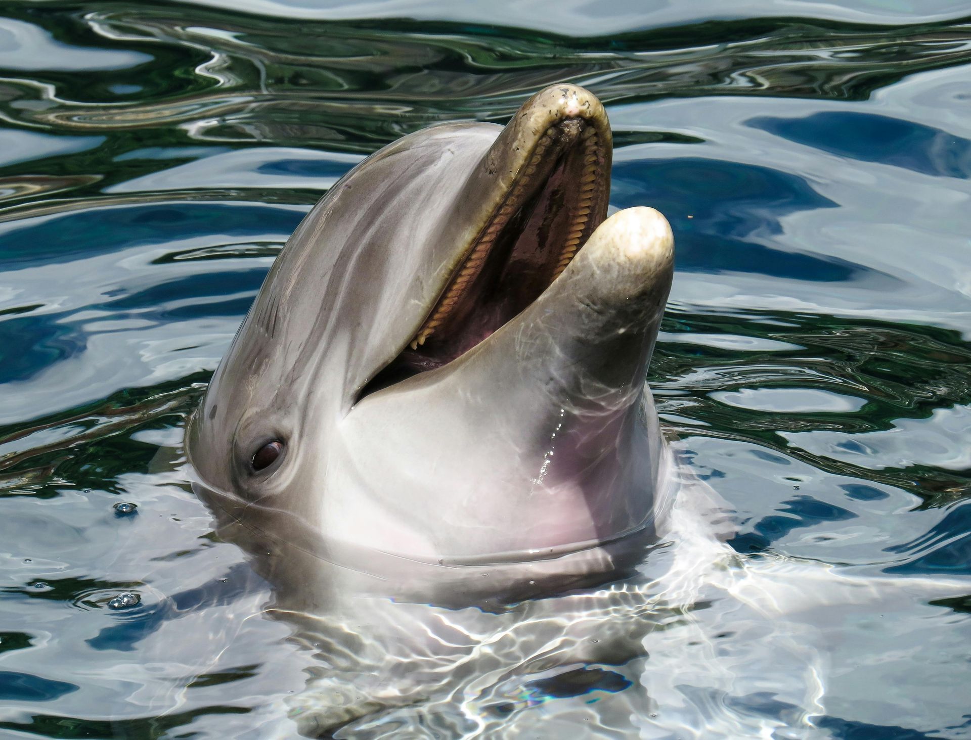 A dolphin is swimming in the water with its mouth open