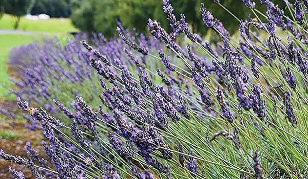 Some of the lavender to be found at Ali‘i Kula