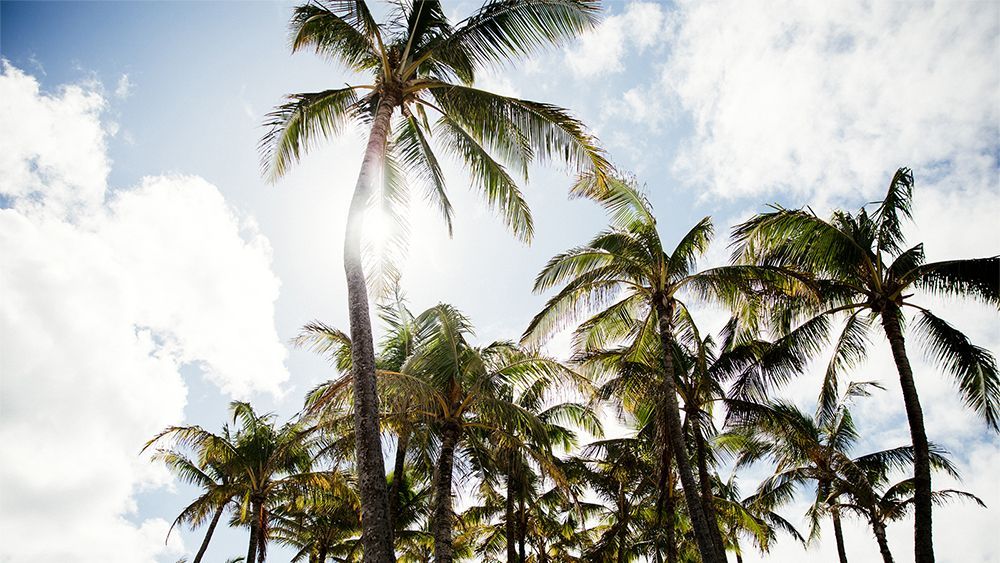 Palm Trees on Coconut Coast