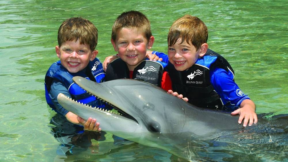 Interact with dolphins at Dolphin Quest