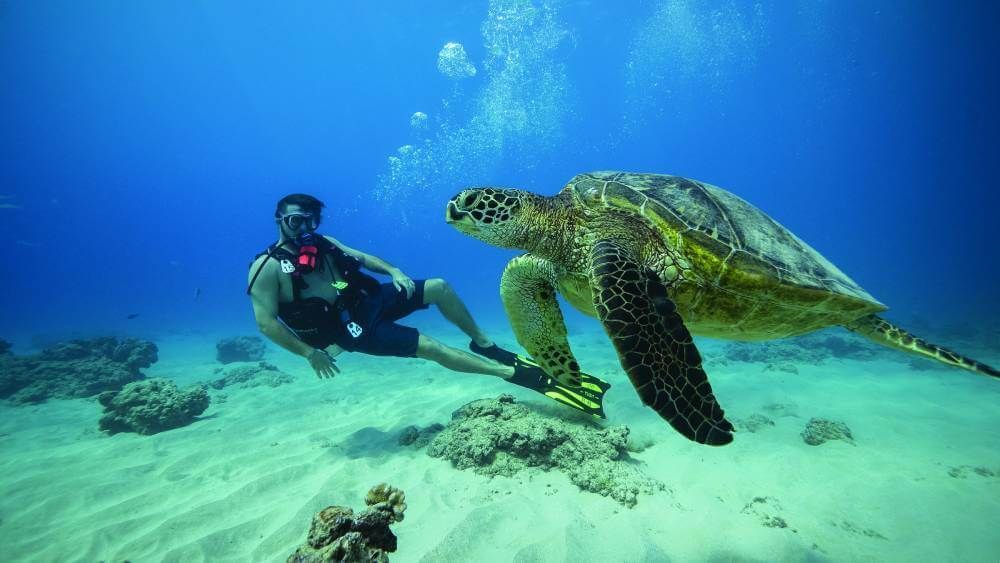 Discover a beautiful underwater world with Dive Oahu