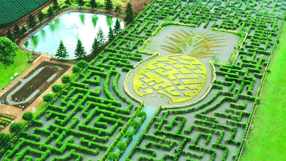 Dole Plantation's Pineapple Garden Maze