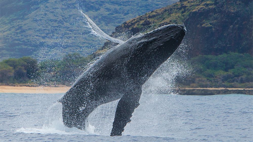 Breaching Humpback