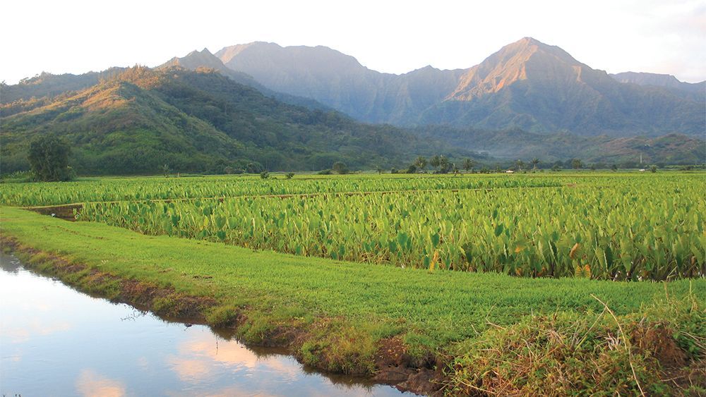 Hanalei Valley