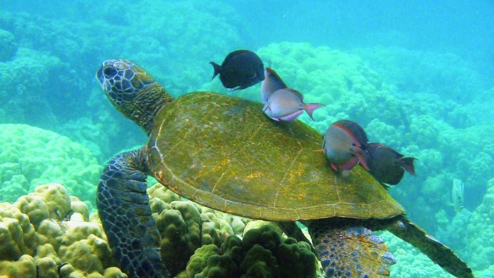 One of many residents at Kahalu‘u Beach Park