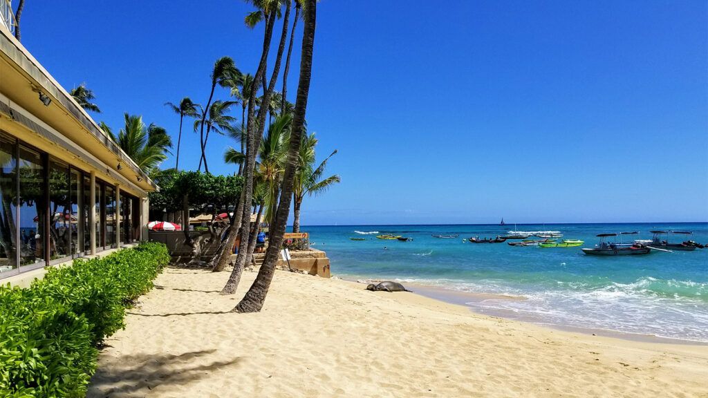 Seals on Kaimana Beach