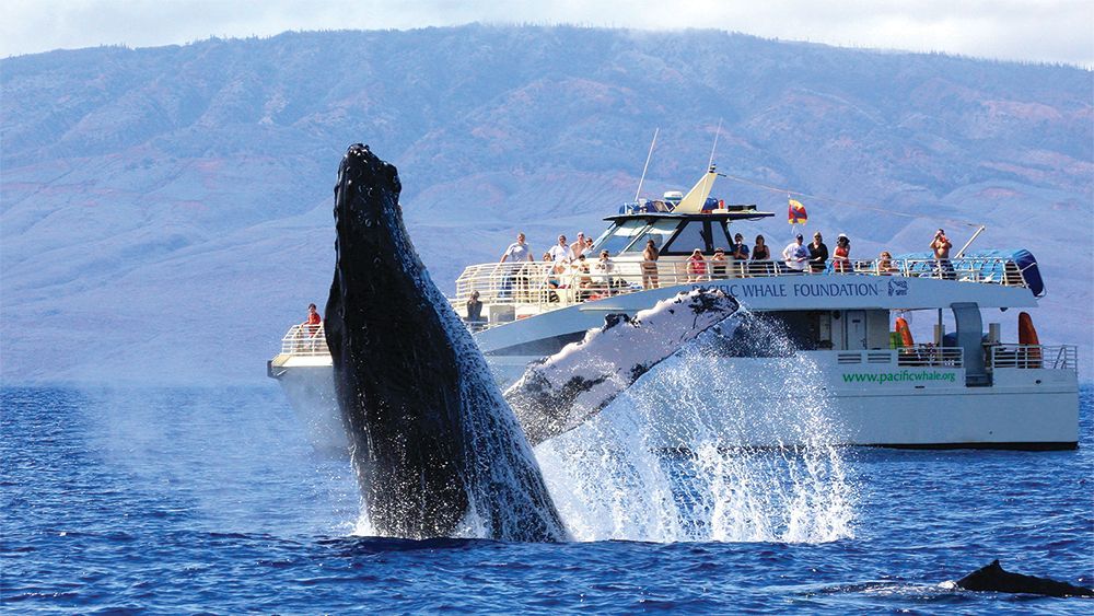 Breaching Whale