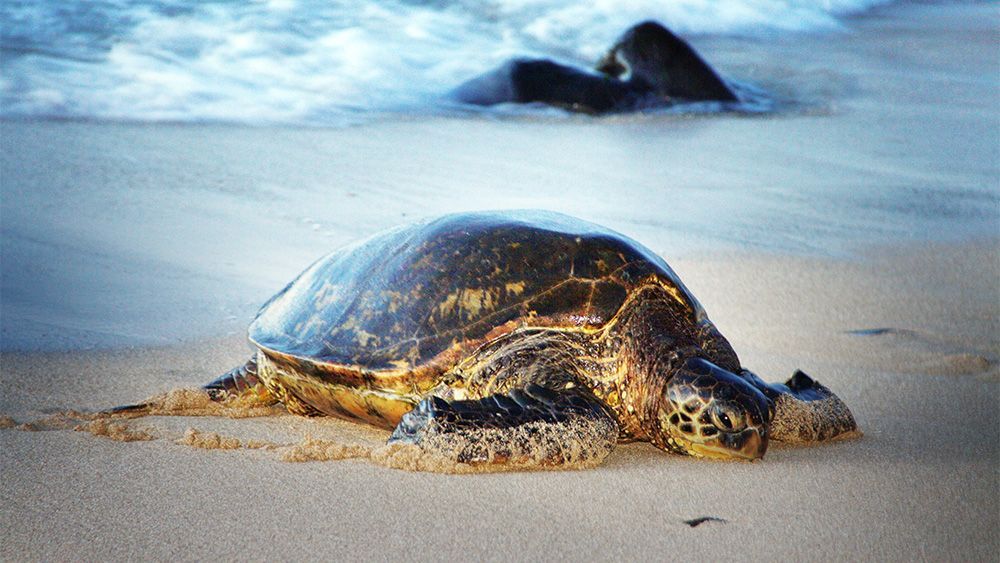 Green Sea Turtle